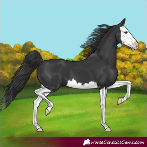 Horse Color:Black Splash 