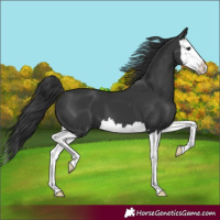Horse Color:Black Splash 