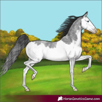 Horse Color:Blue Roan Splash 
