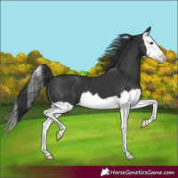 Horse Color:Black Splash