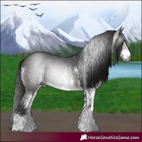 Horse Color:Gray White Spotted Bay