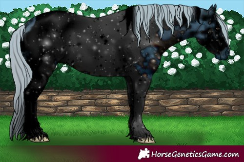 Horse Color:ERROR: UNKNOWN ANOMALY