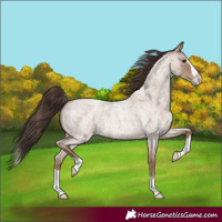 Horse Color:Classic Champagne Roan Splash