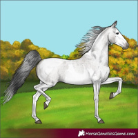 Horse Color:Gray Grullo Roan Splash Tobiano 
