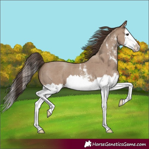 Horse Color:Classic Champagne Sabino Splash 
