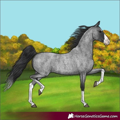 Horse Color:Blue Roan Splash 