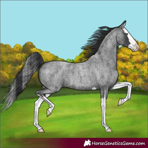 Horse Color:Blue Roan Splash 