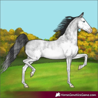 Horse Color:Blue Roan Sabino Splash