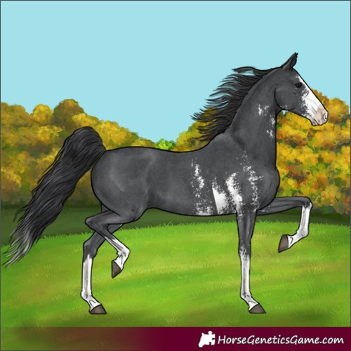 Horse Color:Black Sabino Splash 