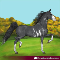 Horse Color:Black Sabino Splash 