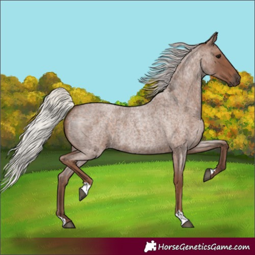 Horse Color:Silver Blue Roan 