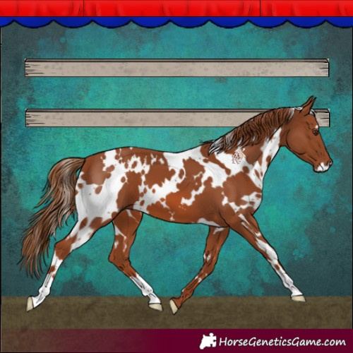 Horse Color:White Spotted Chestnut 