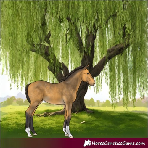 Horse Color:Buckskin 