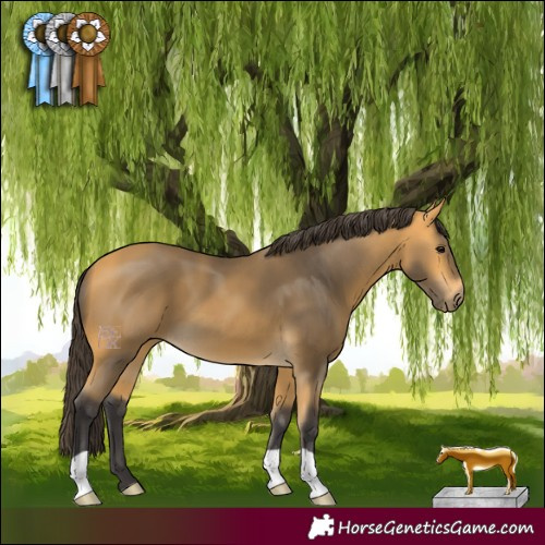 Horse Color:Buckskin 
