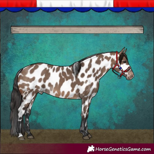 Horse Color:Brown Dun Appaloosa 