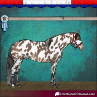 Horse Color:Brown Dun Near Leopard 