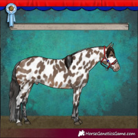 Horse Color:Brown Dun Appaloosa