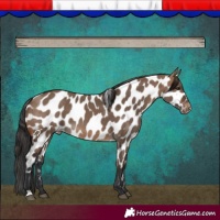 Horse Color:Brown Dun Appaloosa 