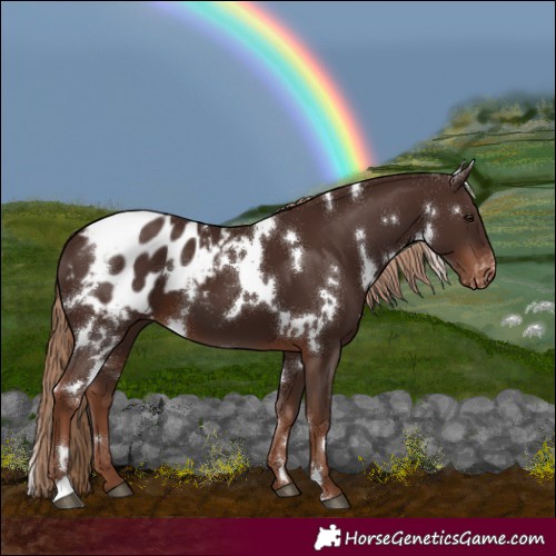Horse Color:White Spotted Liver Chestnut Blanket 