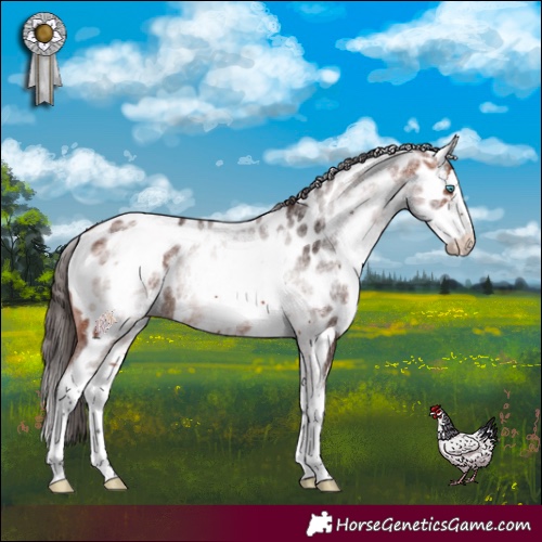 Horse Color:White Spotted Bay Splash Appaloosa 