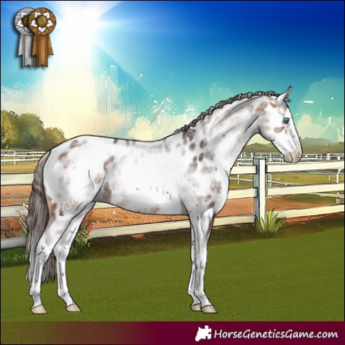 Horse Color:White Spotted Bay Splash Appaloosa 