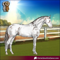 Horse Color:White Spotted Bay Splash Appaloosa 