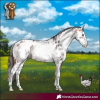 Horse Color:White Spotted Bay Splash Appaloosa 