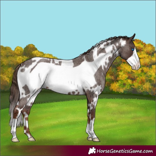 Horse Color:White Spotted Liver Red Roan Frame 