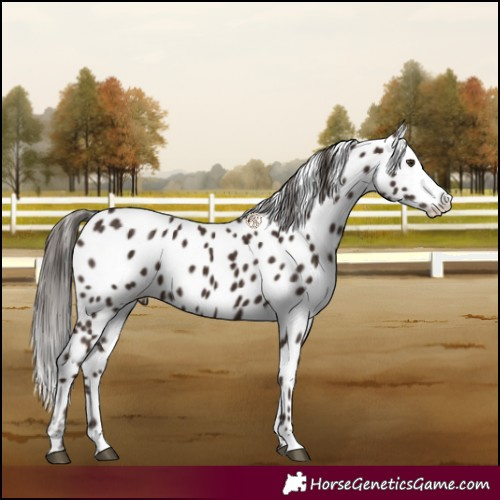 Horse Color:Liver Chestnut Appaloosa 