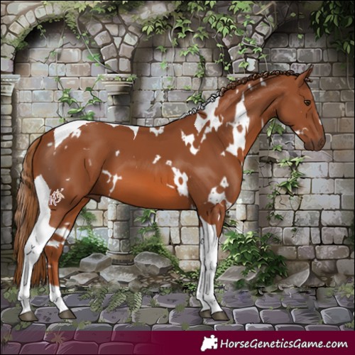 Horse Color:White Spotted Chestnut Tobiano 