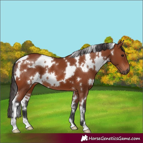 Horse Color:White Spotted Bay 