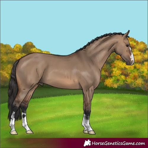 Horse Color:Brown Dun 