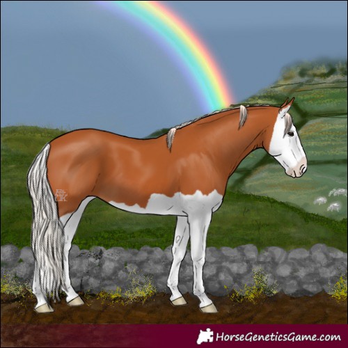 Horse Color:Silver Bay Splash 