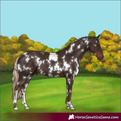 Horse Color:White Spotted Liver Chestnut 