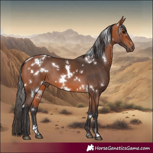 Horse Color:White Spotted Bay 