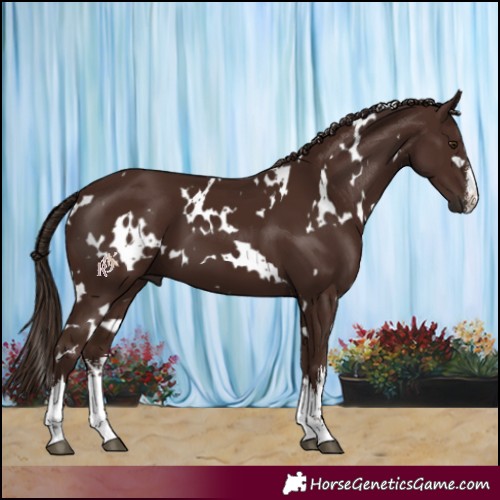 Horse Color:White Spotted Liver Chestnut 