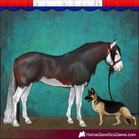 Horse Color:Brown Splash