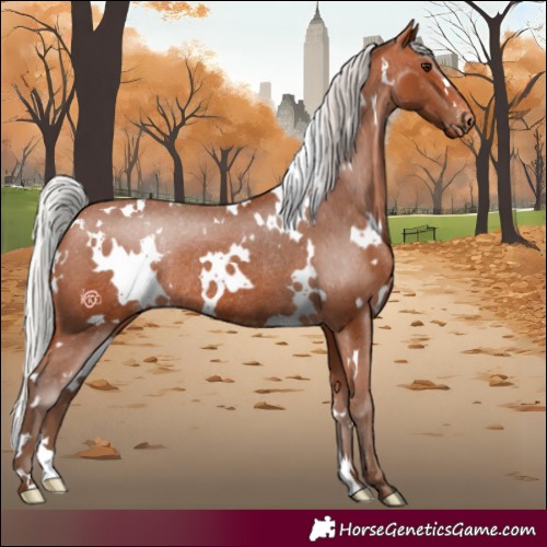 Horse Color:White Spotted Silver Bay Varnish Rabicano 