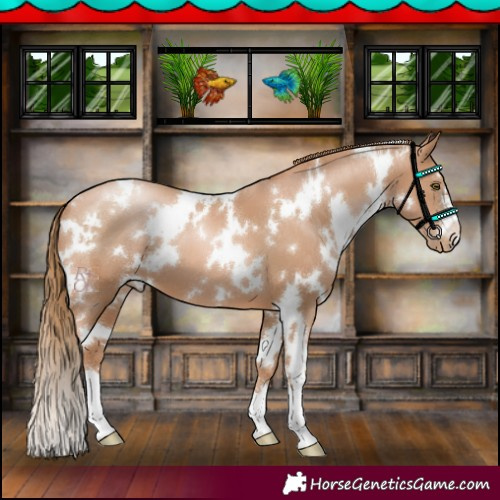 Horse Color:White Spotted Chestnut Pearl 