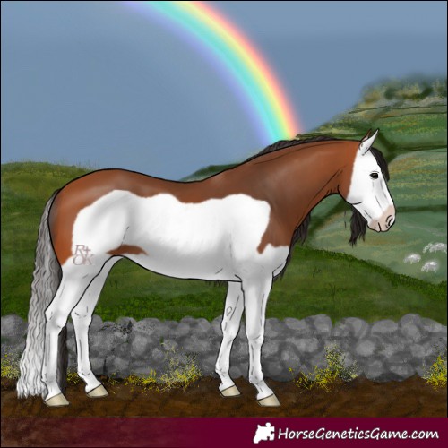 Horse Color:Bay Splash Frame 