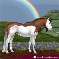 Horse Color:Bay Splash Frame
