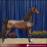 Horse Color:Bay 