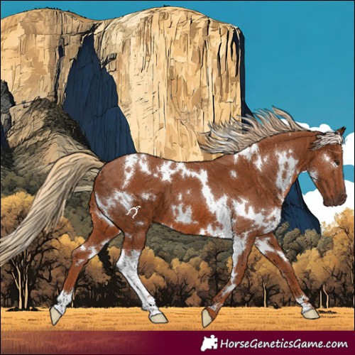 Horse Color:White Spotted Chestnut 