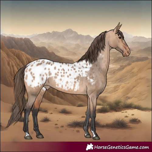 Horse Color:Bay Dun Blanket 