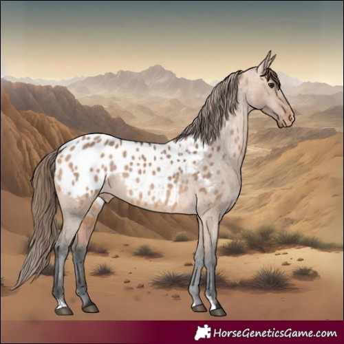 Horse Color:Bay Dun Appaloosa 