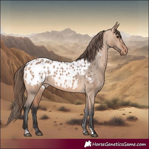 Horse Color:Bay Dun Appaloosa 