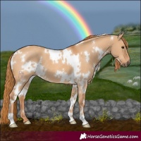 Horse Color:White Spotted Red Dun