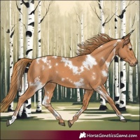 Horse Color:White Spotted Chestnut