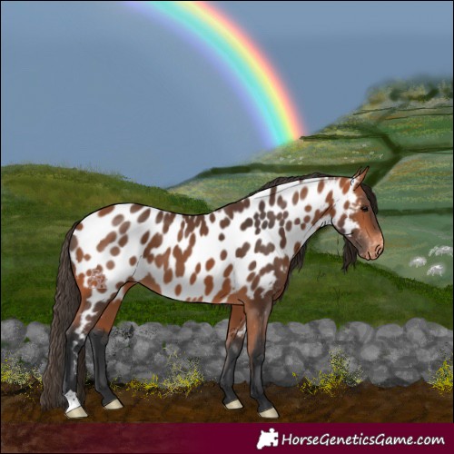 Horse Color:Bay Appaloosa