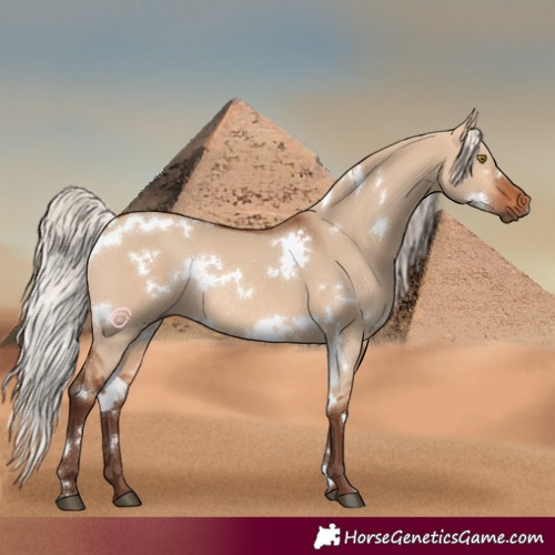 Horse Color:White Spotted Silver Bay Dun Rabicano 
